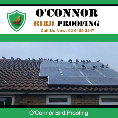 O'Connor Bird Proofing professional pigeon removal services for residential roofs